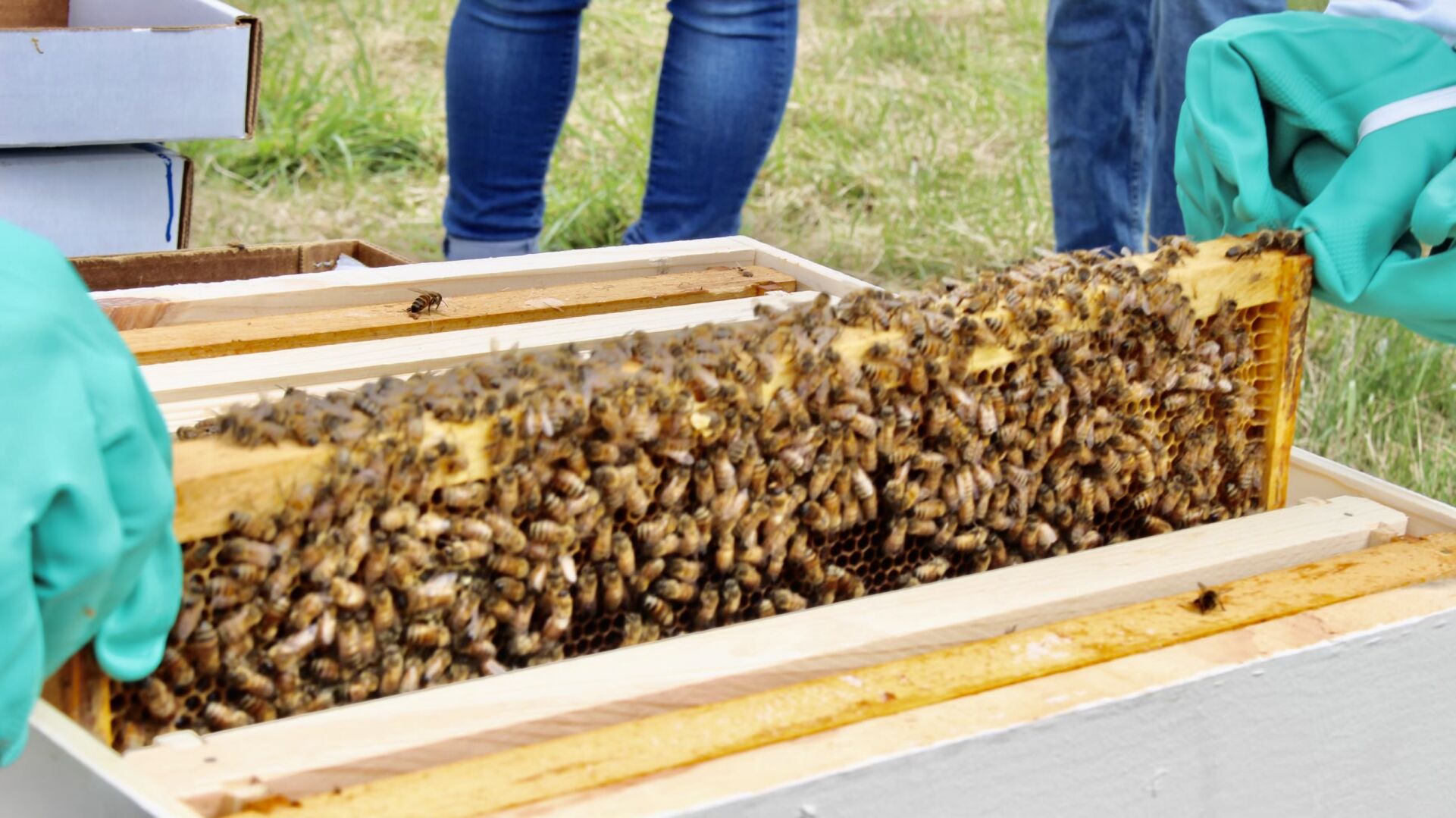 bees